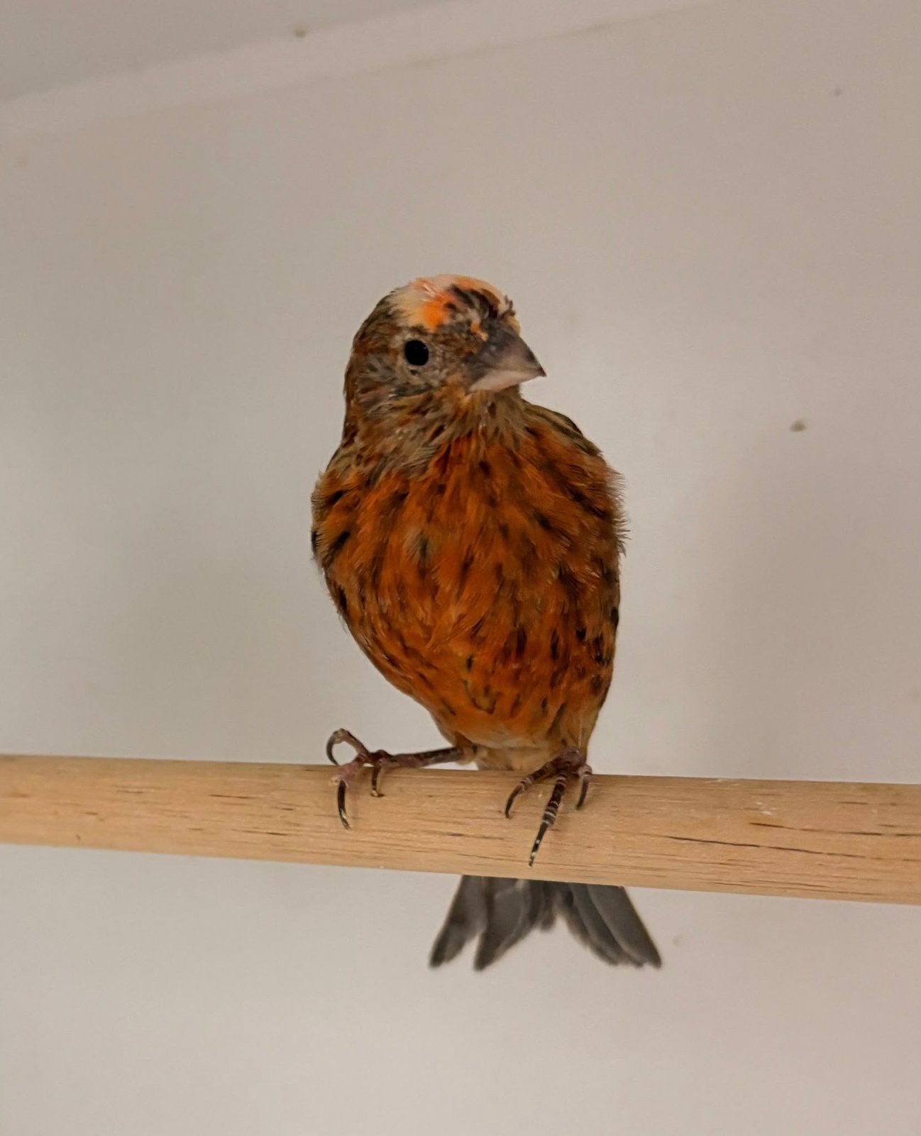 Te koop mooie lizard kanaries, Meerdere dieren, Kleurkanarie
