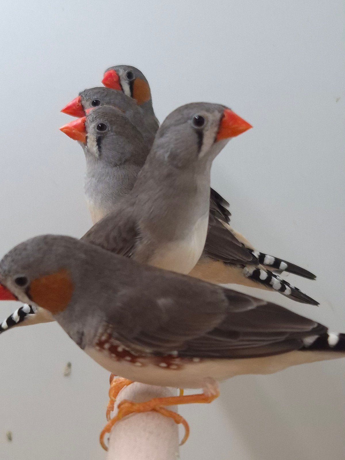 3-3 Timor Zebravinken, Meerdere dieren, Tropenvogel, Geringd