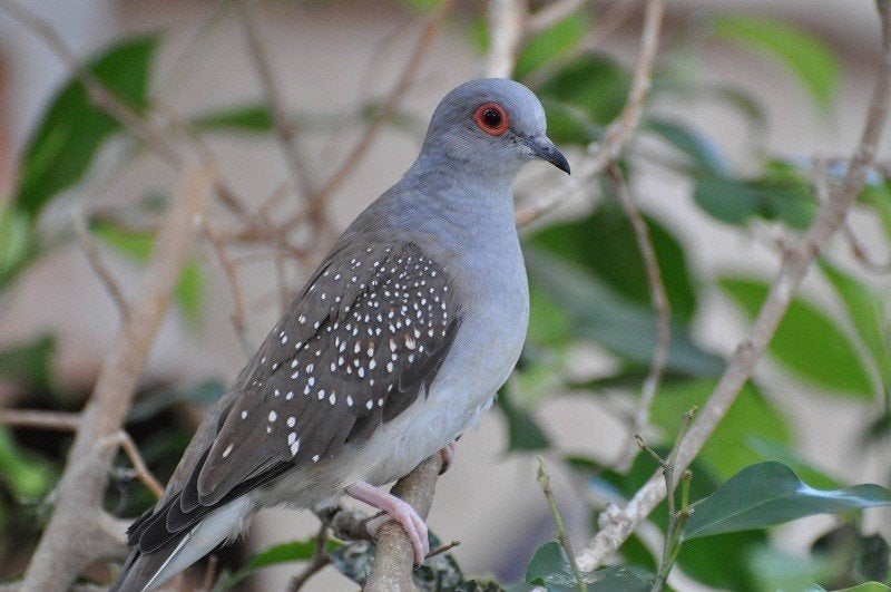Bonte diamantduif | Tropische vogels | Volièrevogels