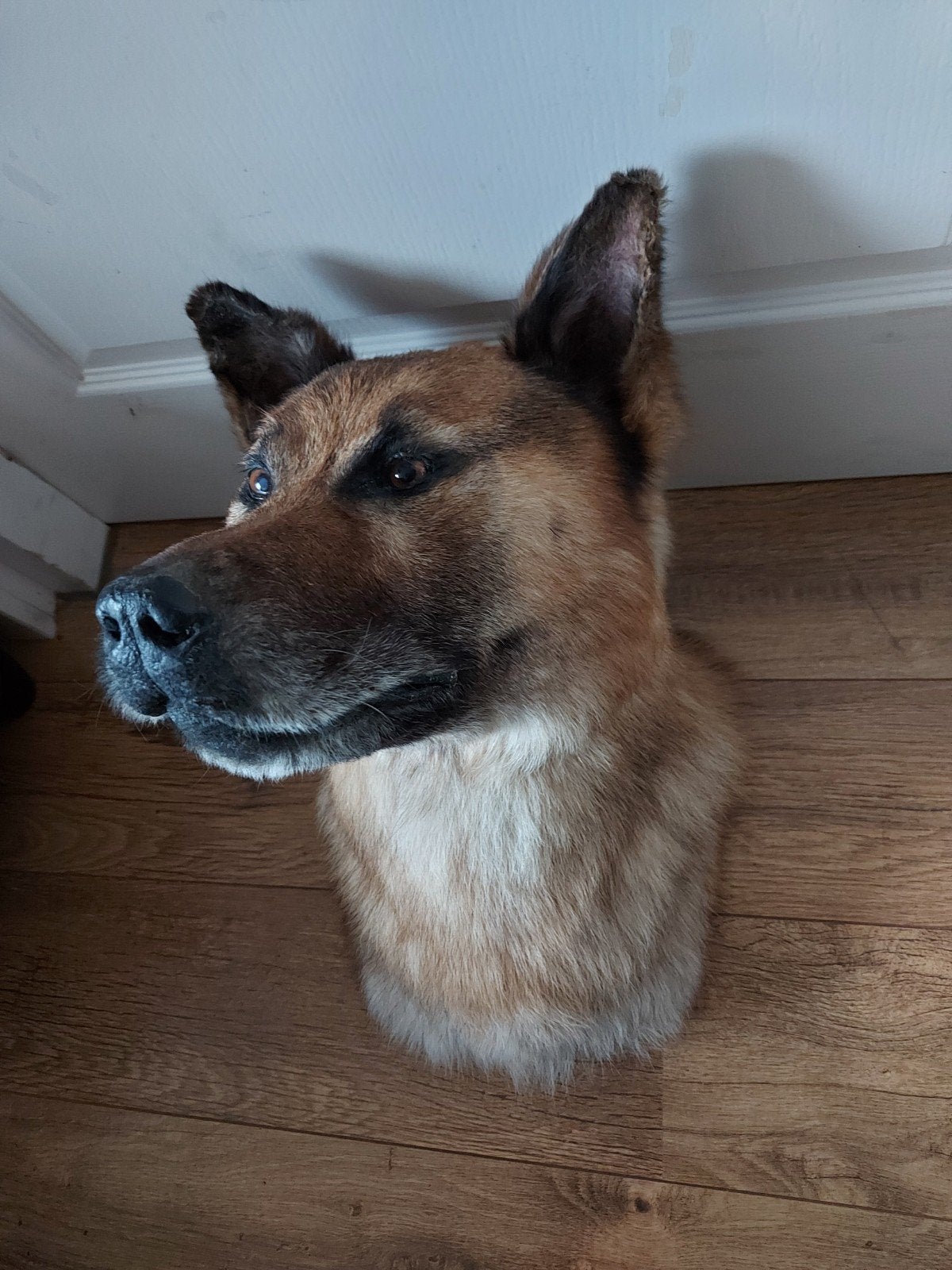 opgezette kop hond taxidermy herder schedel dog curiosa wolf, Ophalen, Hond of Kat, Gewei of Kop