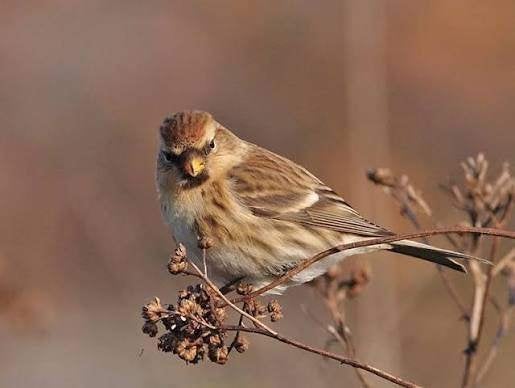 goede zanger hybride, Mannelijk, Wildzangvogel, Tam