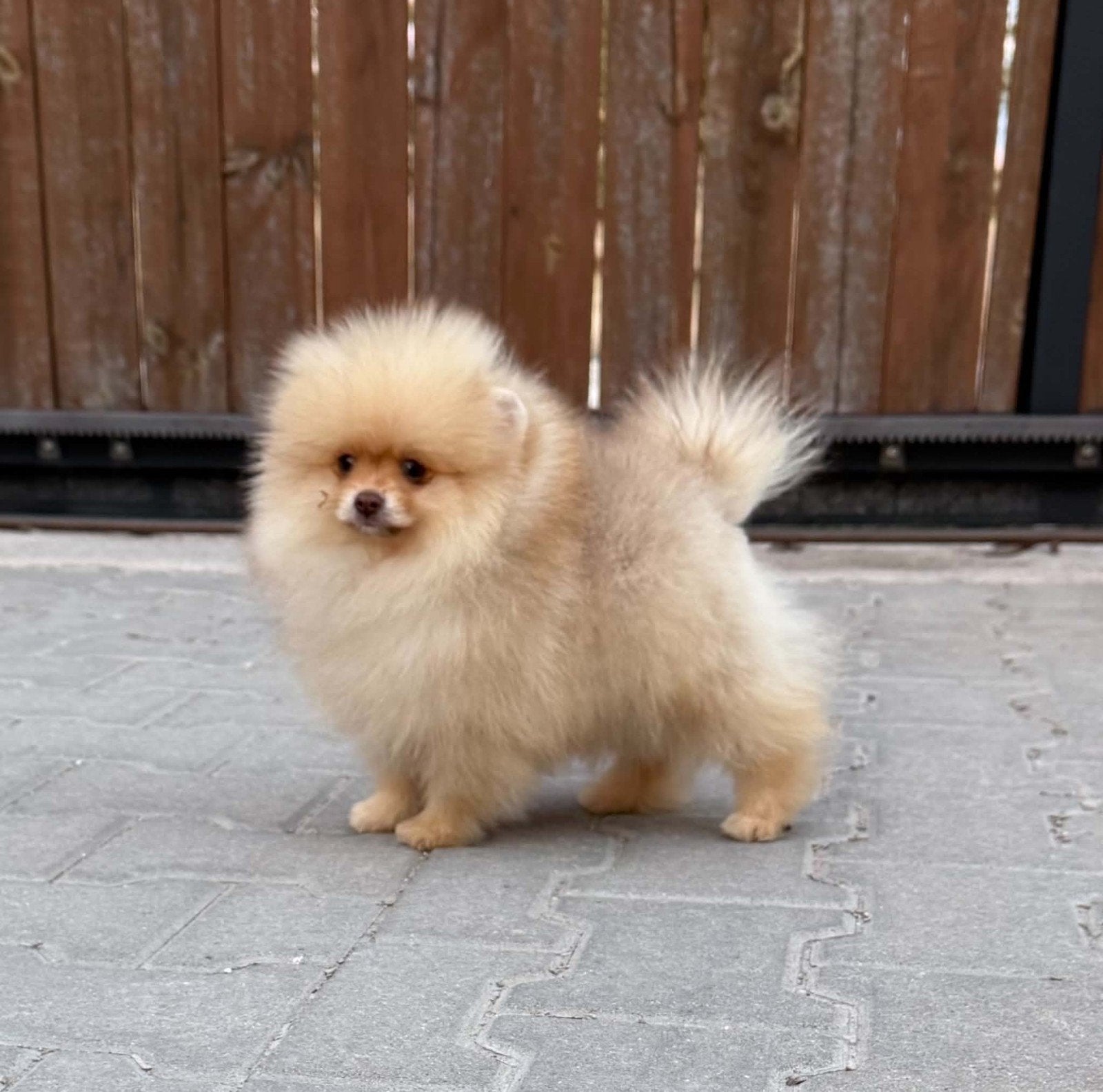 pomeranian, 8 tot 15 weken, Buitenland, Eén hond, Reu