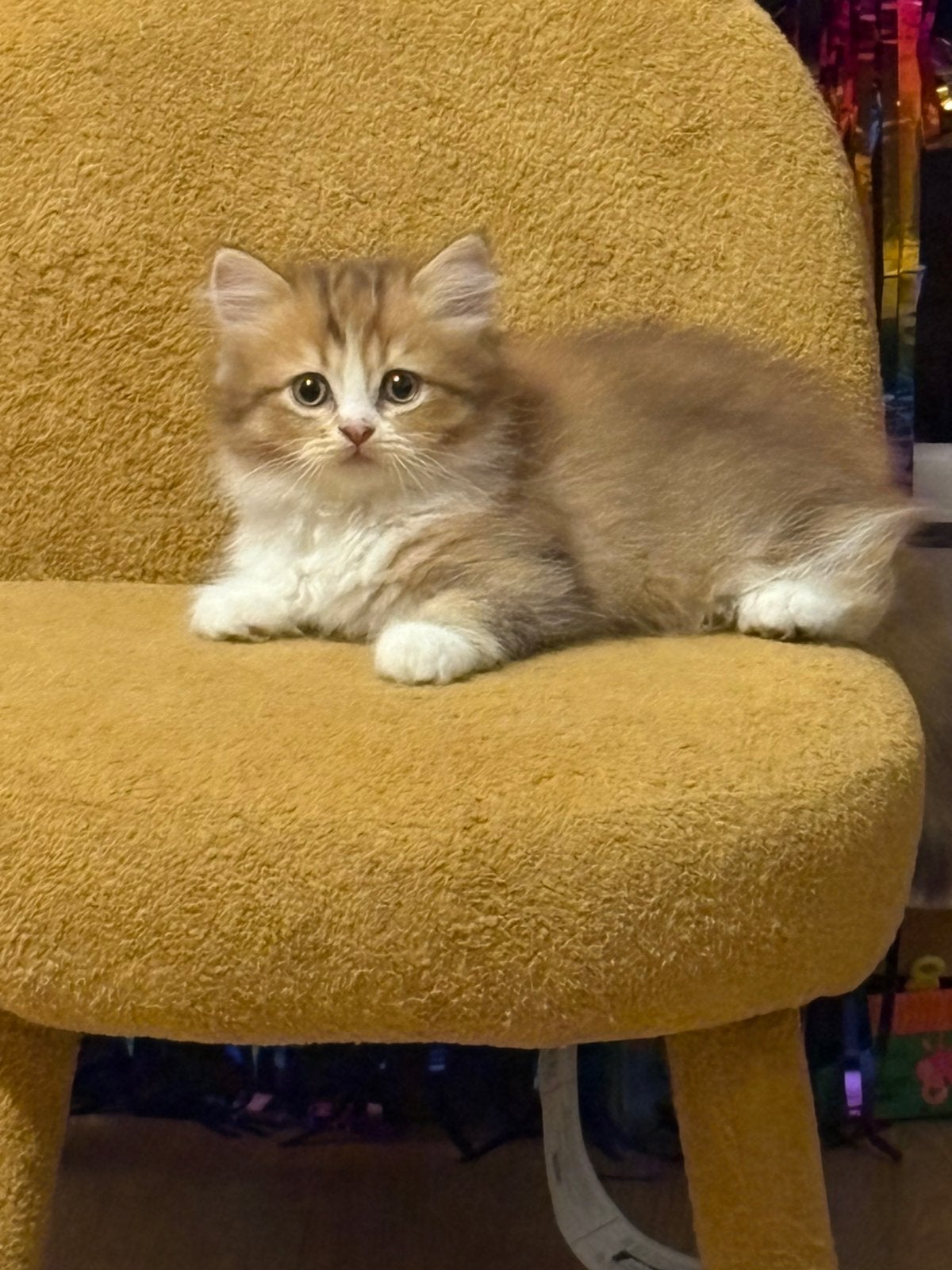 Prachtige Britse korthaar kittens MOGEN DIRECT MEE!, Meerdere dieren, Ontwormd, 0 tot 2 jaar