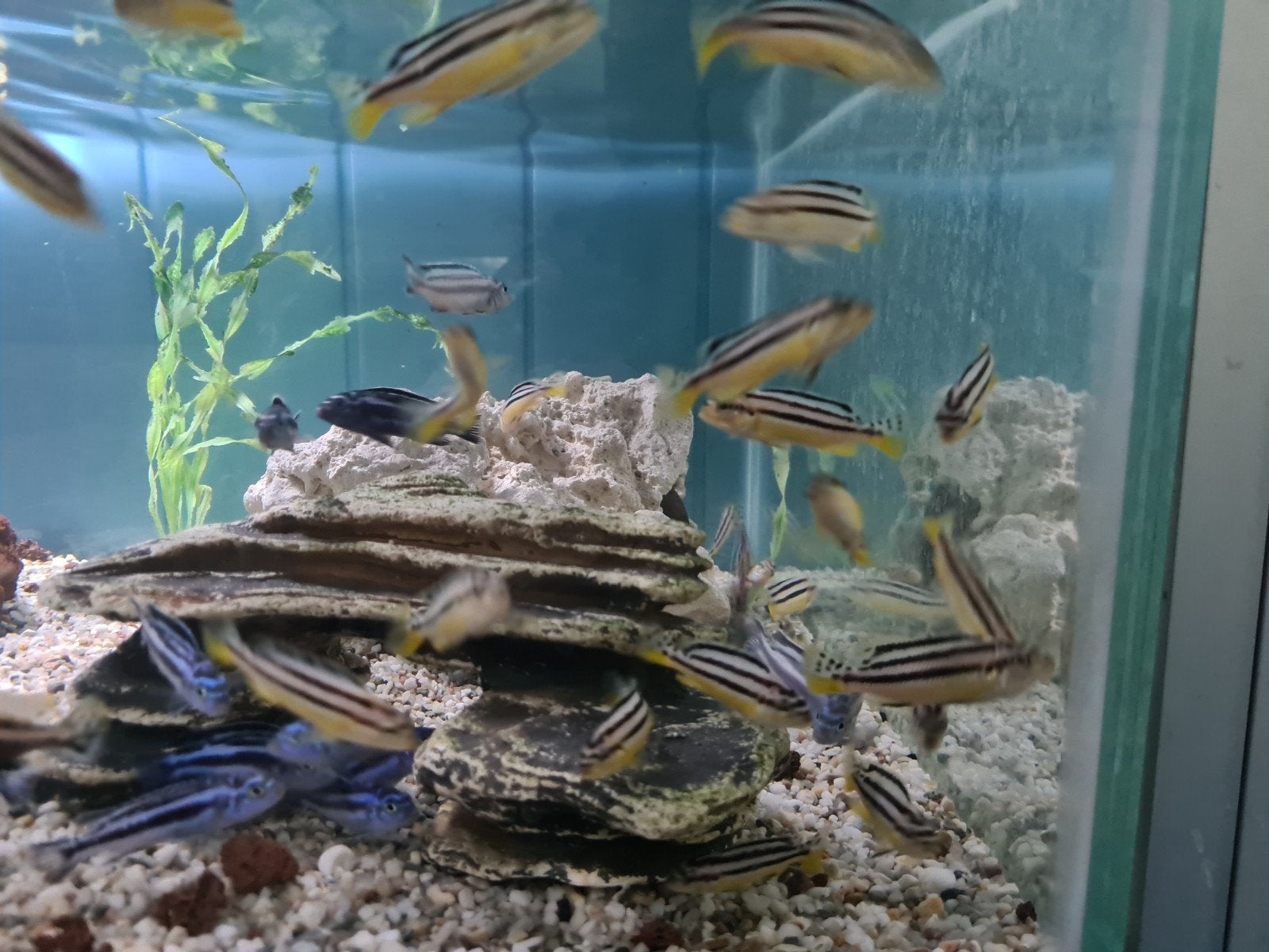 Melanochromis Auratus Malawi Cichliden, Dieren en Toebehoren, Vis, Zoetwatervis