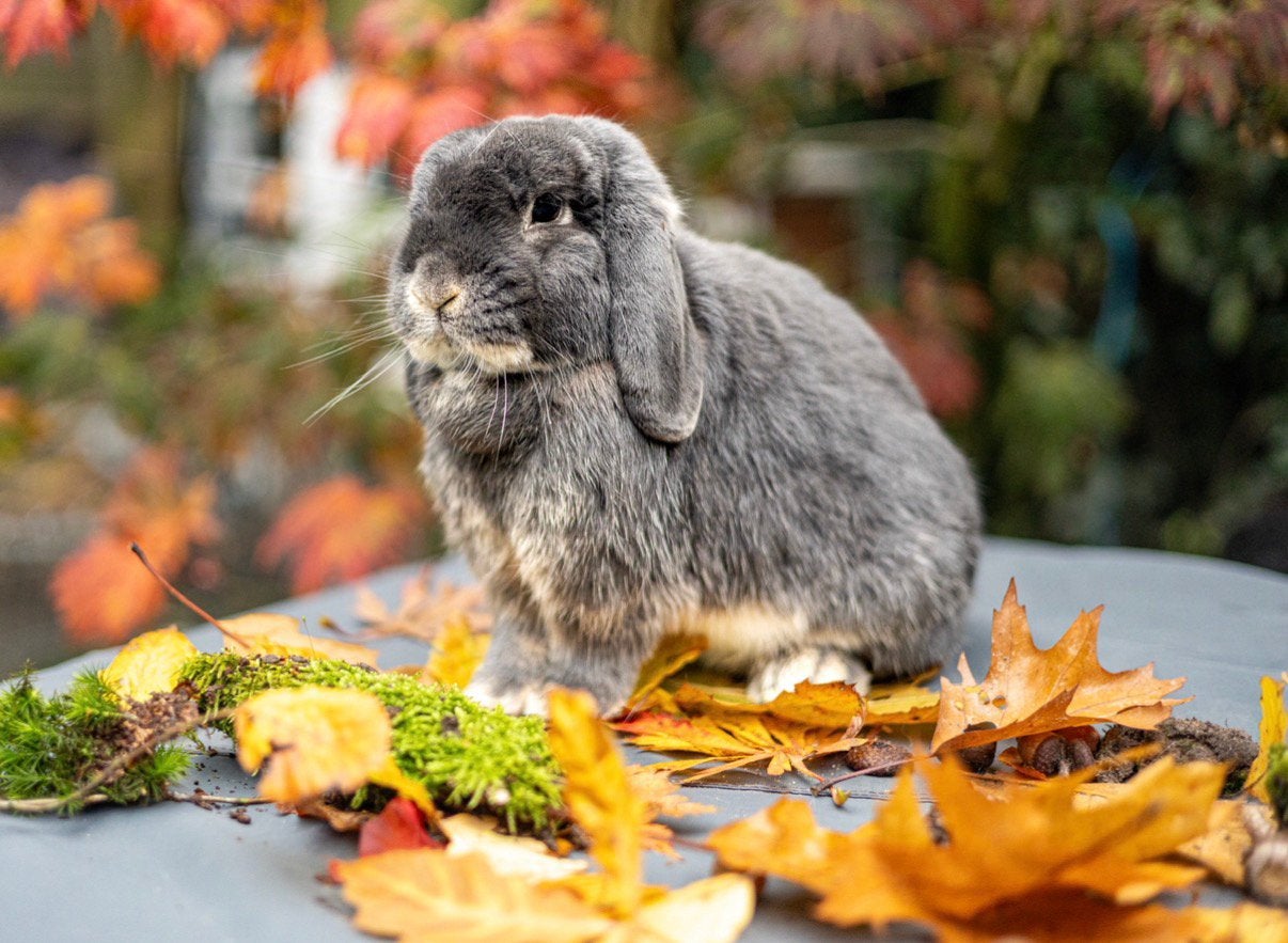 Super lieve gecastreerde NHD ram te koop!, Dieren en Toebehoren, Konijnen, Mannelijk, Middelgroot