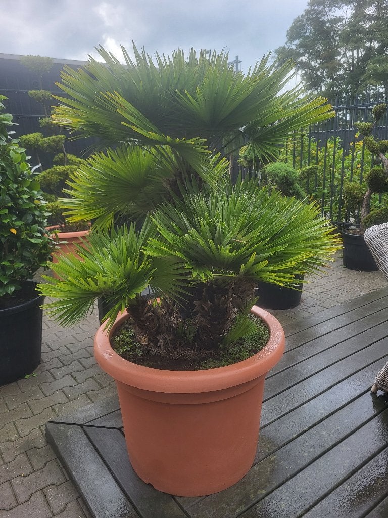 Chamaerops humilis "Vulcano" in bloempot, Overige soorten, 100 tot 250 cm, Zomer, Ophalen