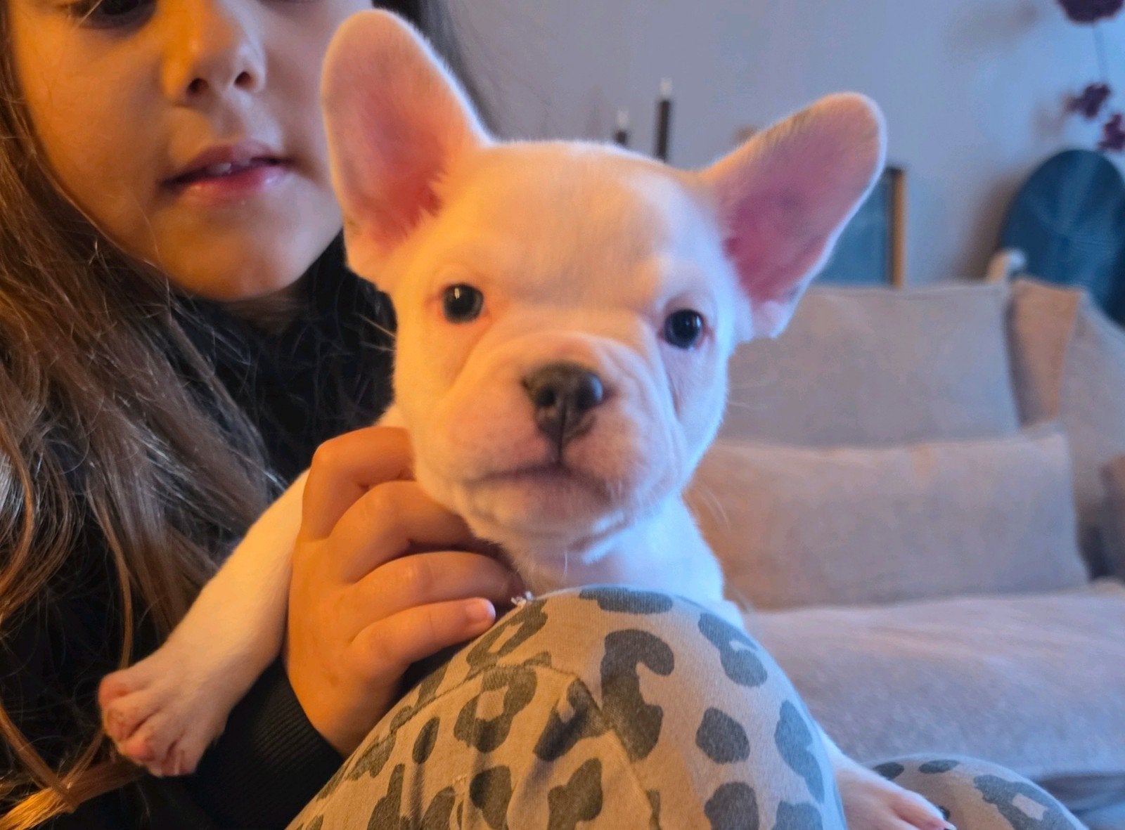 Franse Bulldog Pup Reu, Reu, 8 tot 15 weken, Eén hond, Nederland