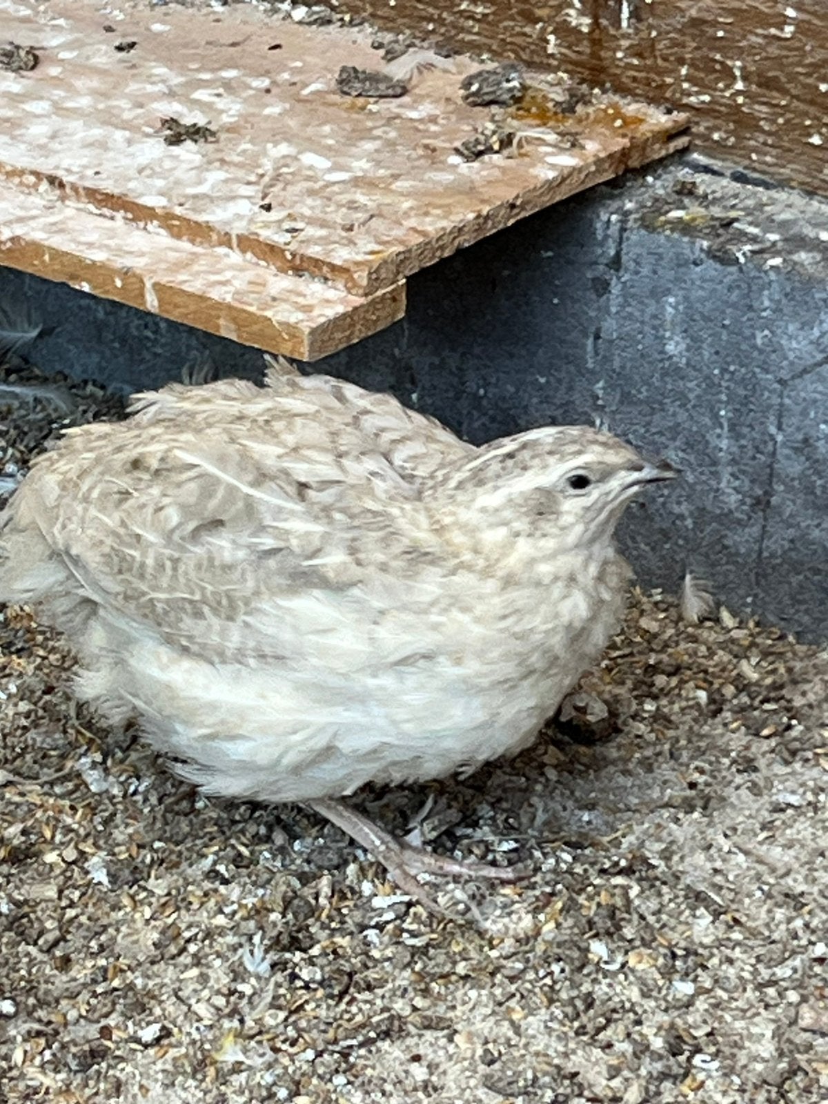Kwartels, Meerdere dieren, Overige soorten