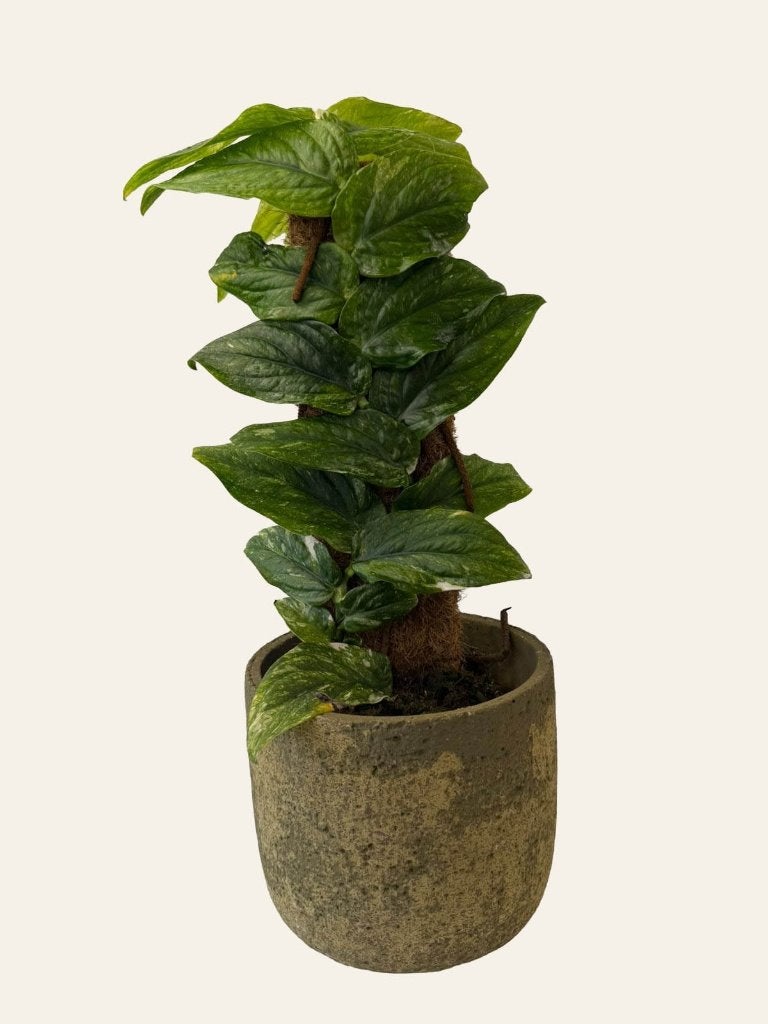 Rhaphidophora Korthalsii Variegata, Huis en Inrichting, Kamerplanten, Ophalen of Verzenden, Halfschaduw, Minder dan 100 cm