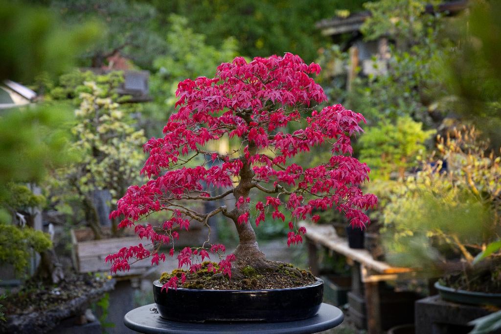 Bonsai spreekuur Bonsaivereeniging Utrecht, Ophalen, Nieuw