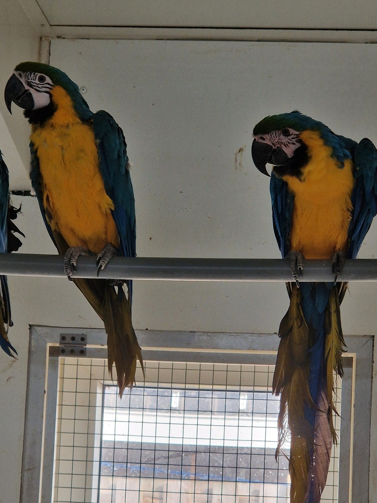 koppel blauwgele ara, Meerdere dieren, Papegaai, Geringd
