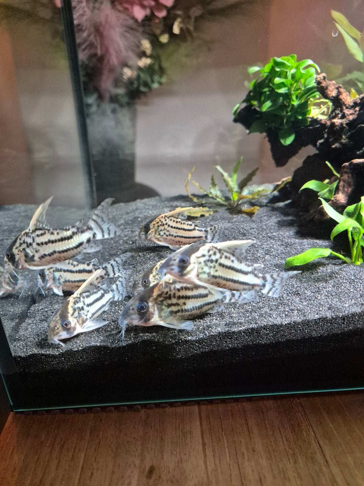 CORYDORAS SP. SUPER SCHWARTZI HIGHFIN cw028, Dieren en Toebehoren, Vissen | Aquariumvissen, Vis