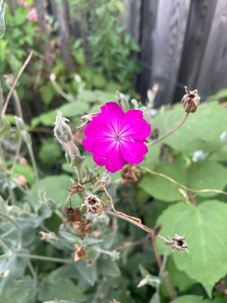 Prikneus, felle roze bloemen, Silene coronaria, Tuin en Terras, Ophalen, Overige soorten, Volle zon