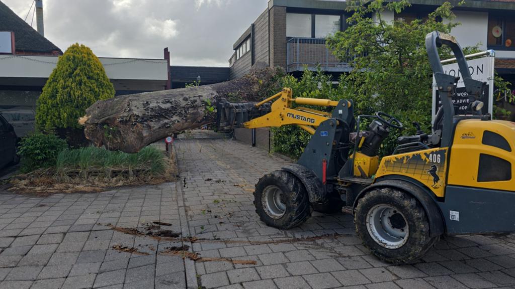 Zware iepen stam 3 jr oud, Minder dan 3 m³, Ophalen of Verzenden