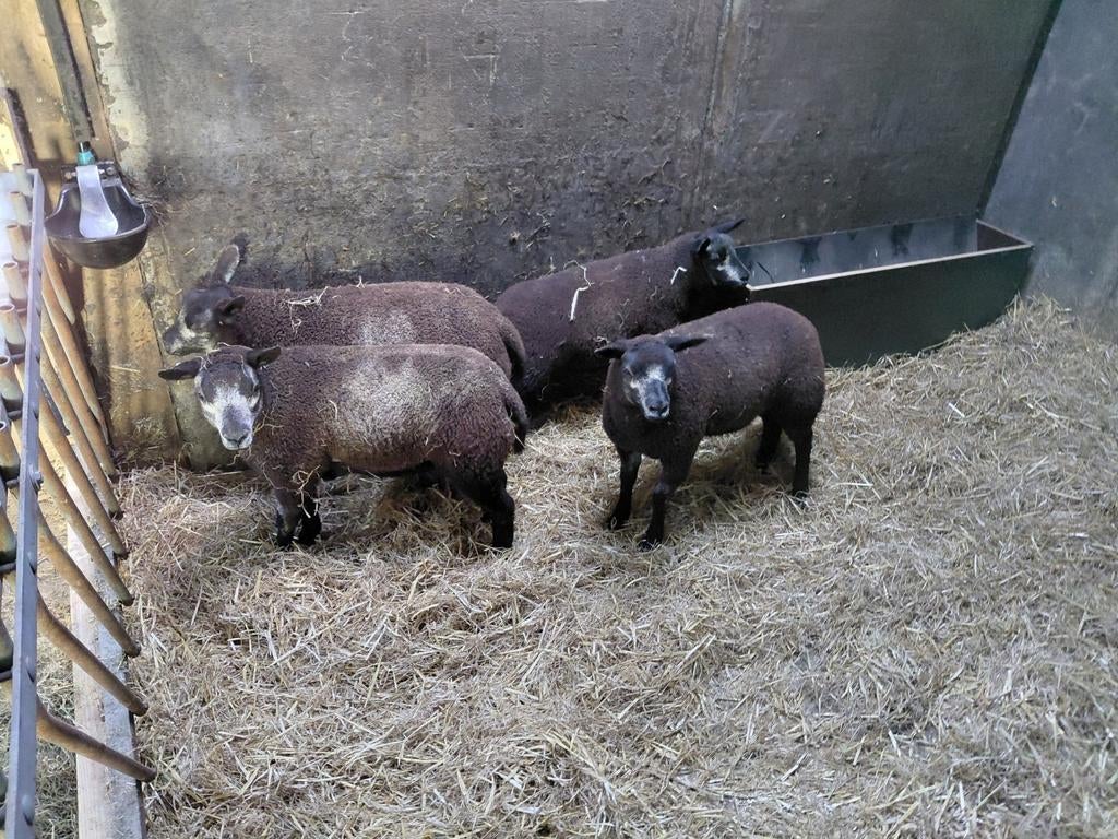 Te koop ooilammeren, Dieren en Toebehoren, Mannelijk, Schaap