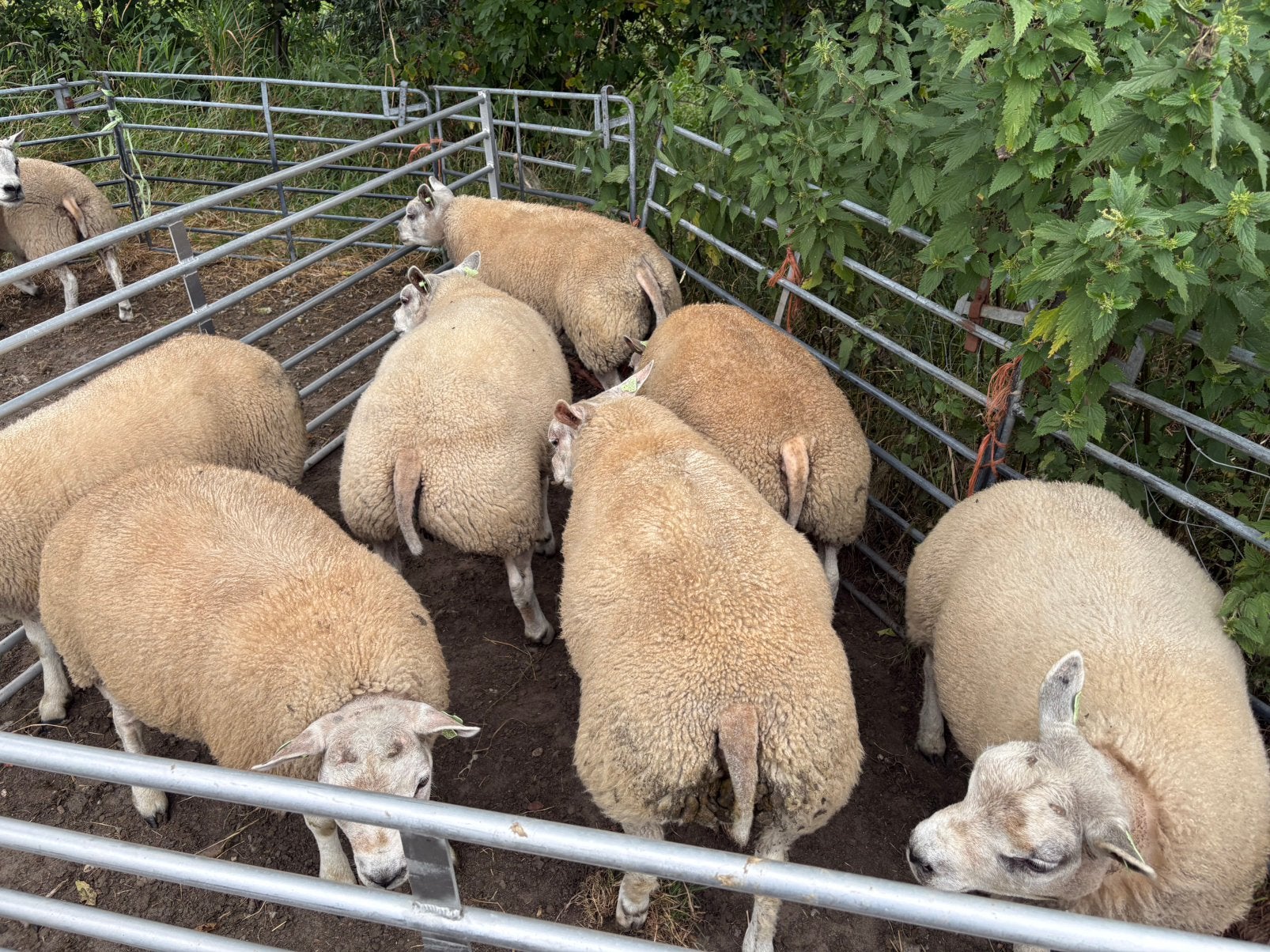 Dekrammen Texelaar stamboek, Dieren en Toebehoren, Mannelijk, Schaap