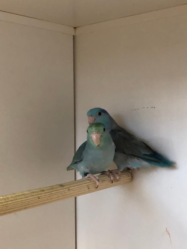 Forpussen, Meerdere dieren, Parkiet