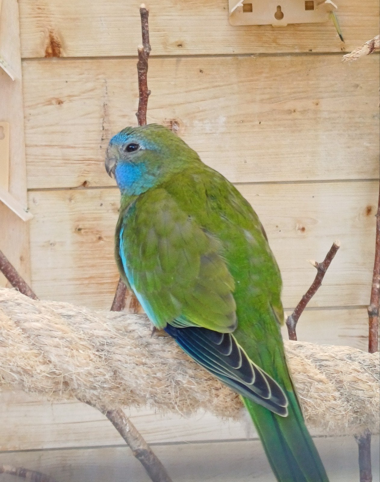 Splendidparkiet, Dieren en Toebehoren, Vogels | Parkieten en Papegaaien, Geslacht onbekend, Parkiet, Geringd