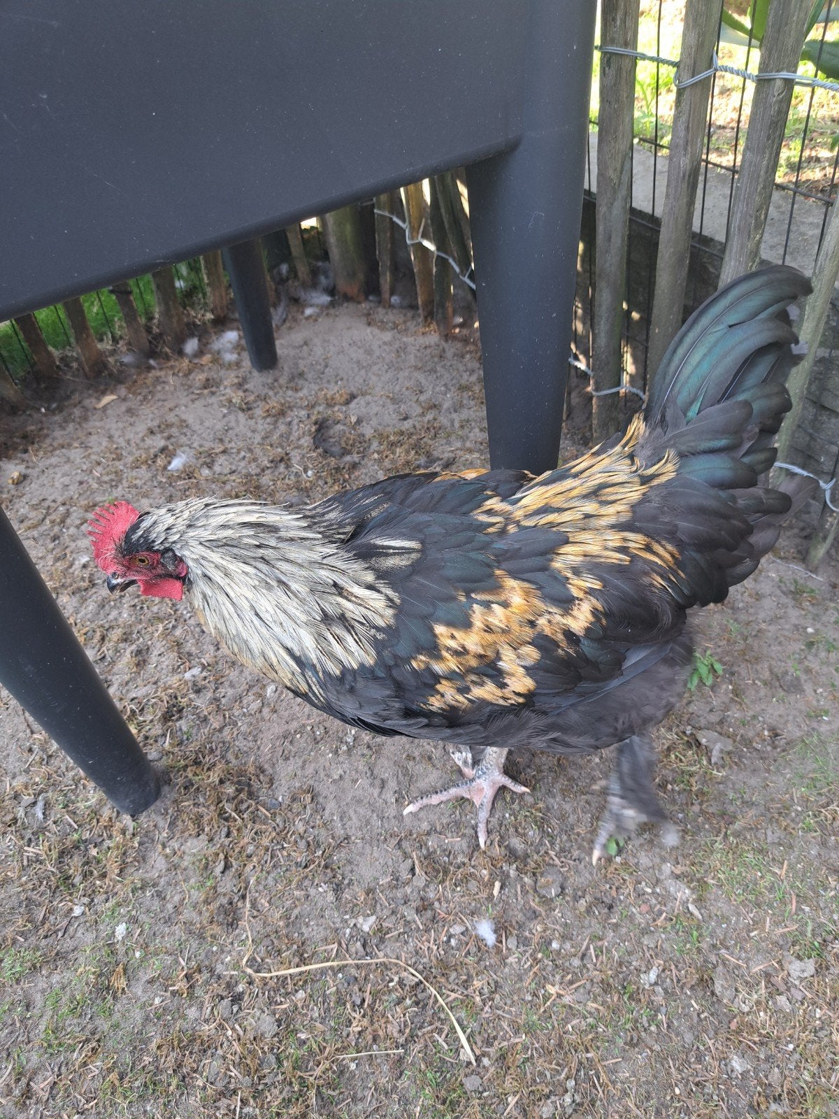 Jonge Marans haan, Dieren en Toebehoren, Mannelijk, Kip