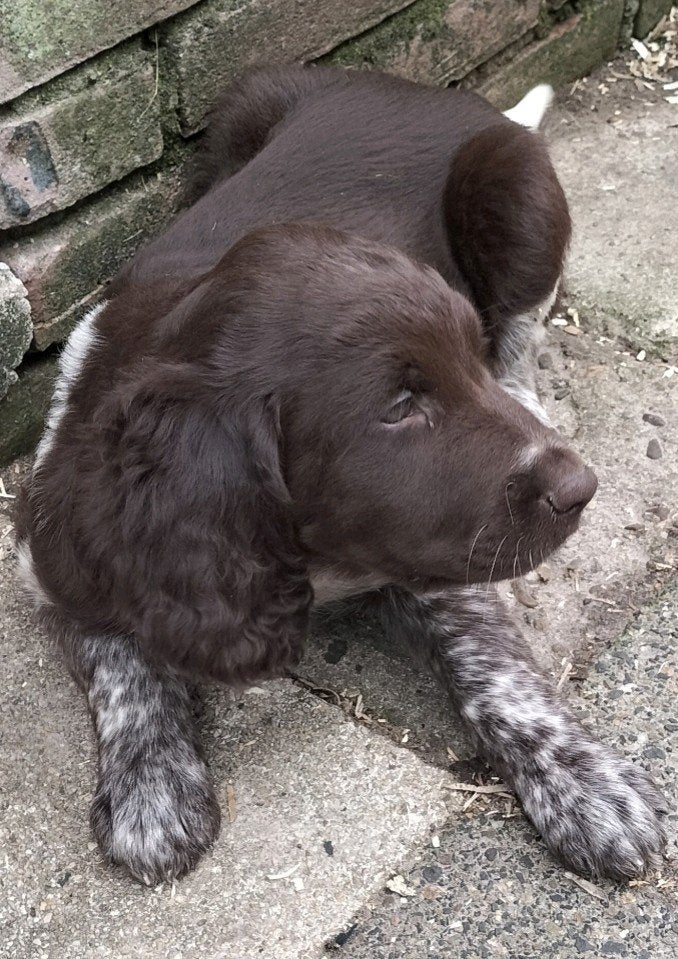 raszuivere heidewachtel pups, Dieren en Toebehoren, 8 tot 15 weken, Meerdere dieren, Eén hond, Nederland