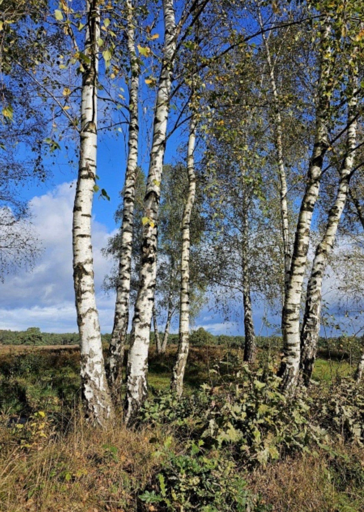 GRATIS bomen kappen of snoeien, Ophalen, Volle zon, Overige soorten