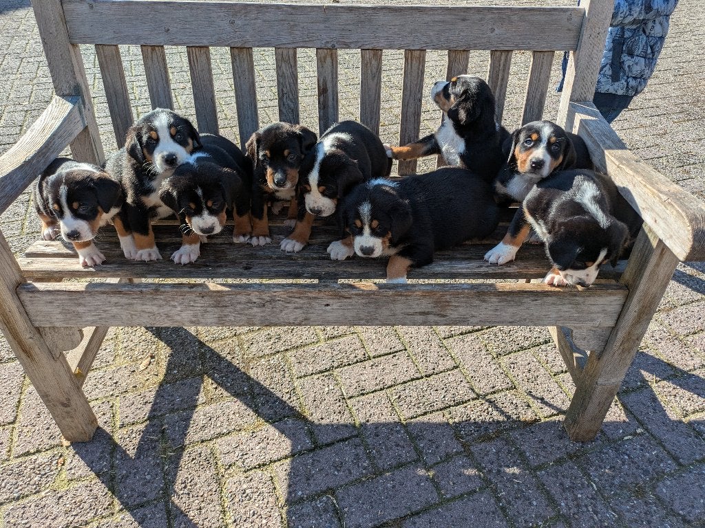 Prachtige zwitserse sennen pups sennenhond puppy, Overige rassen, 8 tot 15 weken, Meerdere, Meerdere dieren