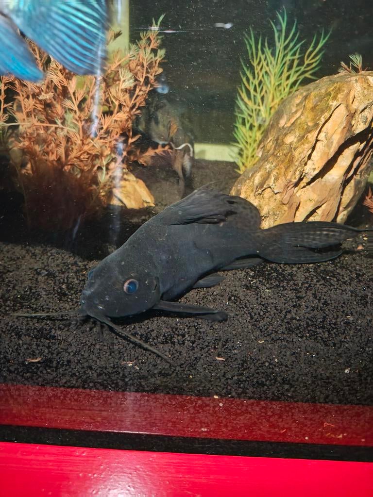 Afrikaanse rugzwemmer (Synodontis nigriventris), Dieren en Toebehoren, Vis