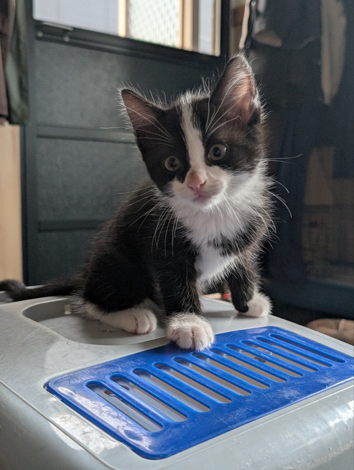 Vier lieve kittens te koop, Meerdere dieren, Kortharig, 0 tot 2 jaar