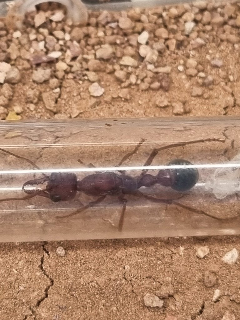 Myrmecia brevinoda, Mieren