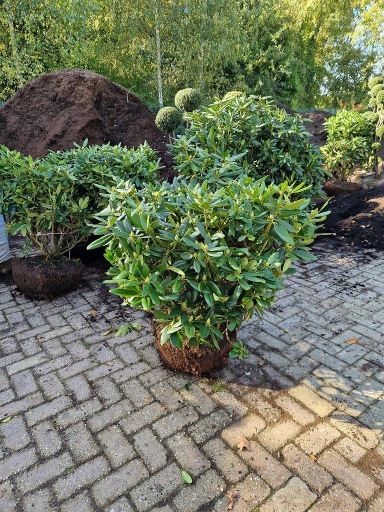 Rhododendron Catawbiense Grandiflorum - Grote Bloemen, Tuin en Terras, Overige soorten, Vaste plant, Ophalen of Verzenden, Halfschaduw