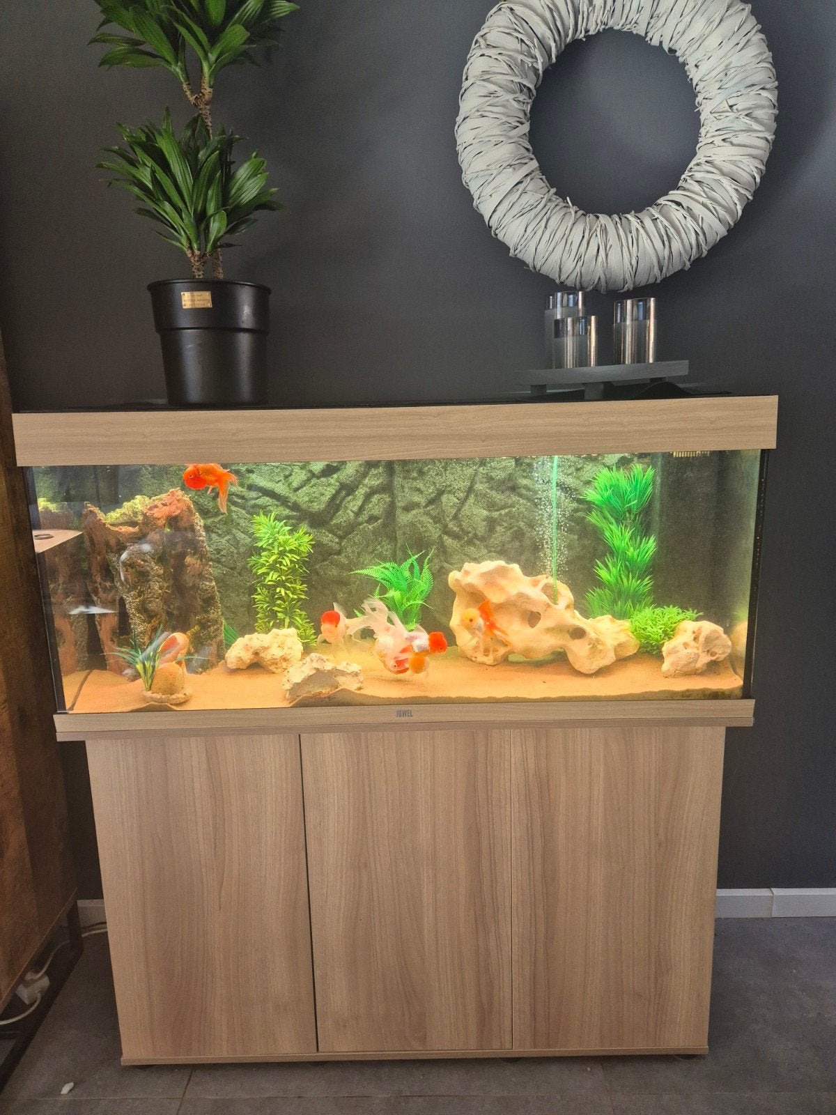 Juwel  Rio led aquarium  240l inclusief onderkast, Ophalen, Gevuld zoetwateraquarium