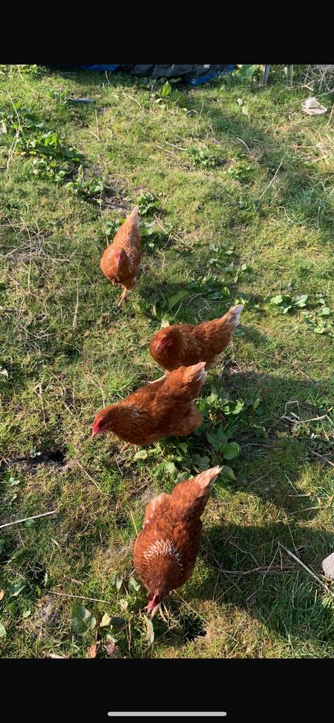 Inbreng voor pluimvee, Dieren en Toebehoren, Meerdere dieren, Kip
