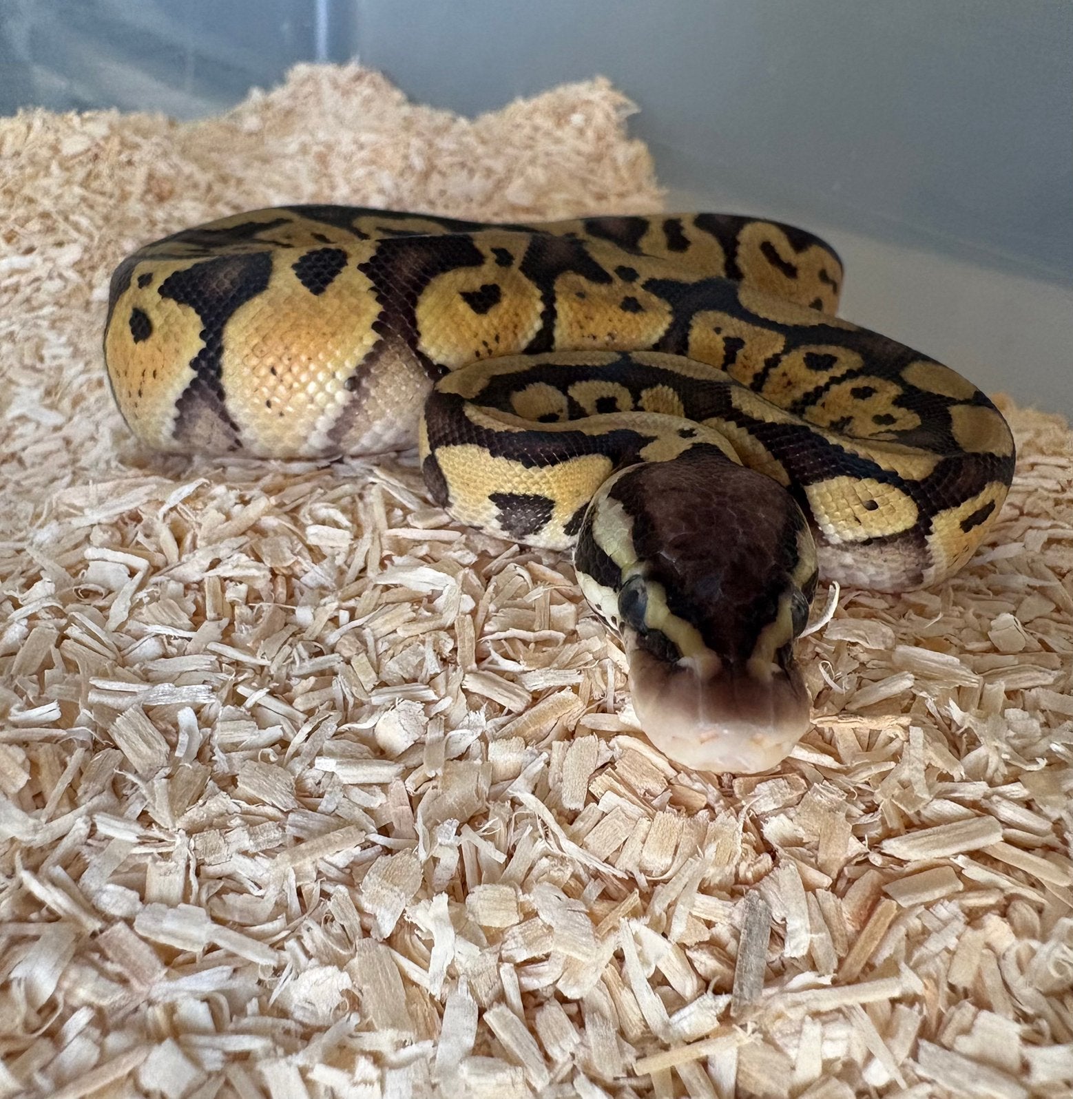 Pastel dh DG Clown vrouw Koningspython ballpython Ball Python photo 2