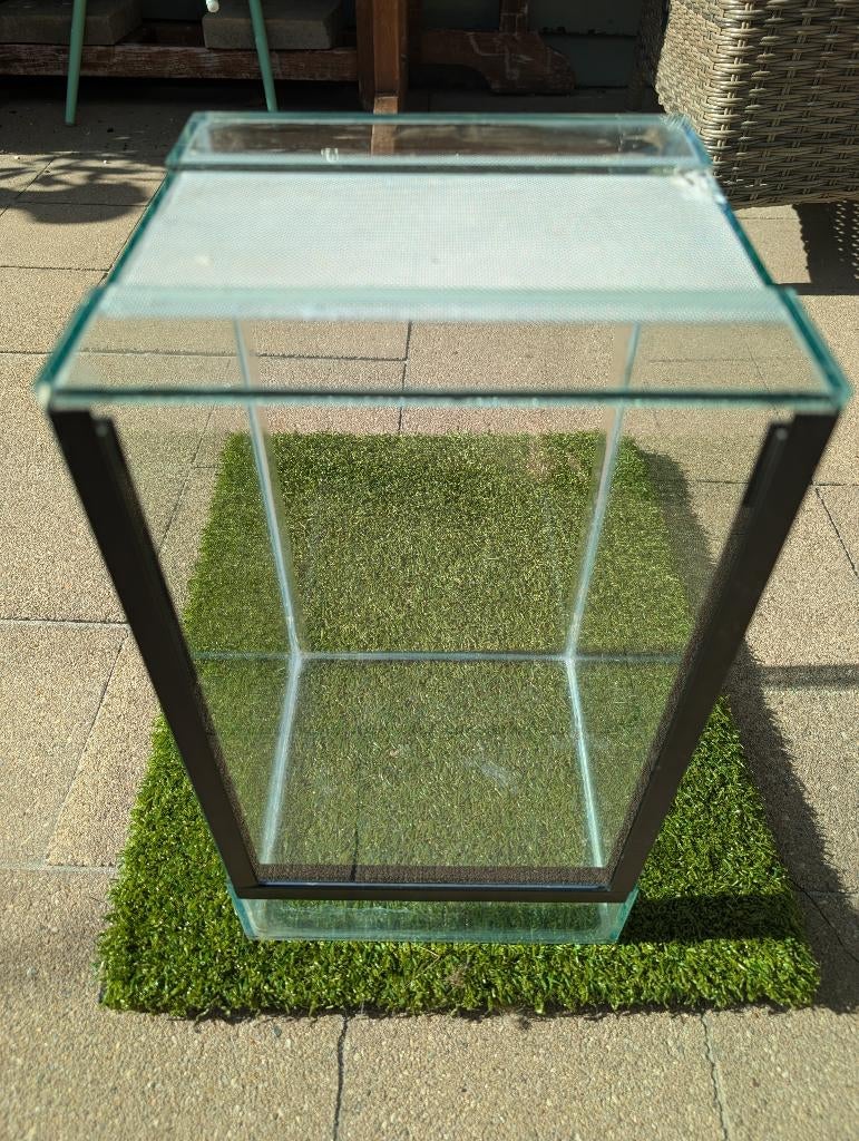 (insect) terrarium, Sprinkhaan of Krekel