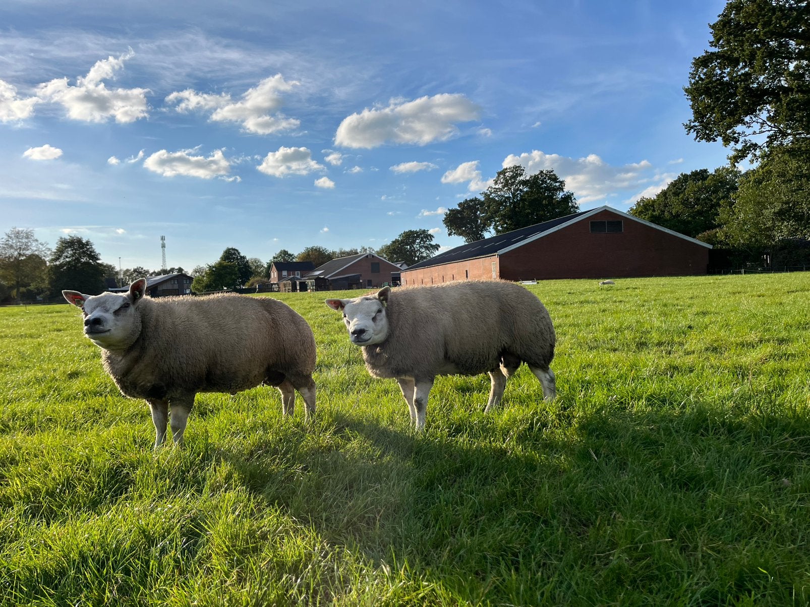 Stamboek Texelaar ramlammeren ( ram dekram ramlam ), Dieren en Toebehoren, Mannelijk, Schaap, 0 tot 2 jaar