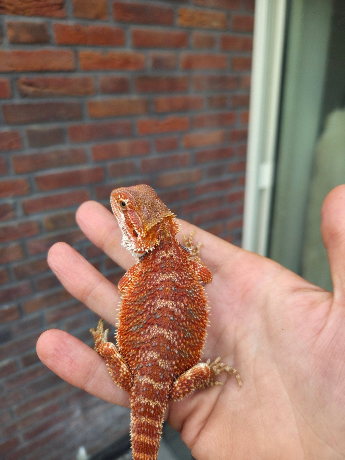 Spanish red  baardagaam  vrouwtje aangeboden, Hagedis, Tam, 0 tot 2 jaar