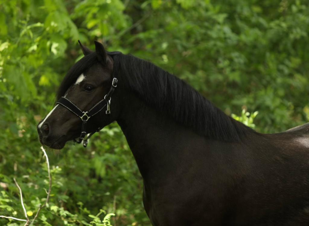 Zwarte 4 jarige welsh A merrie 118cm, Met stamboom, Ruin, 3 tot 6 jaar, B pony (1.17m tot 1.27m)