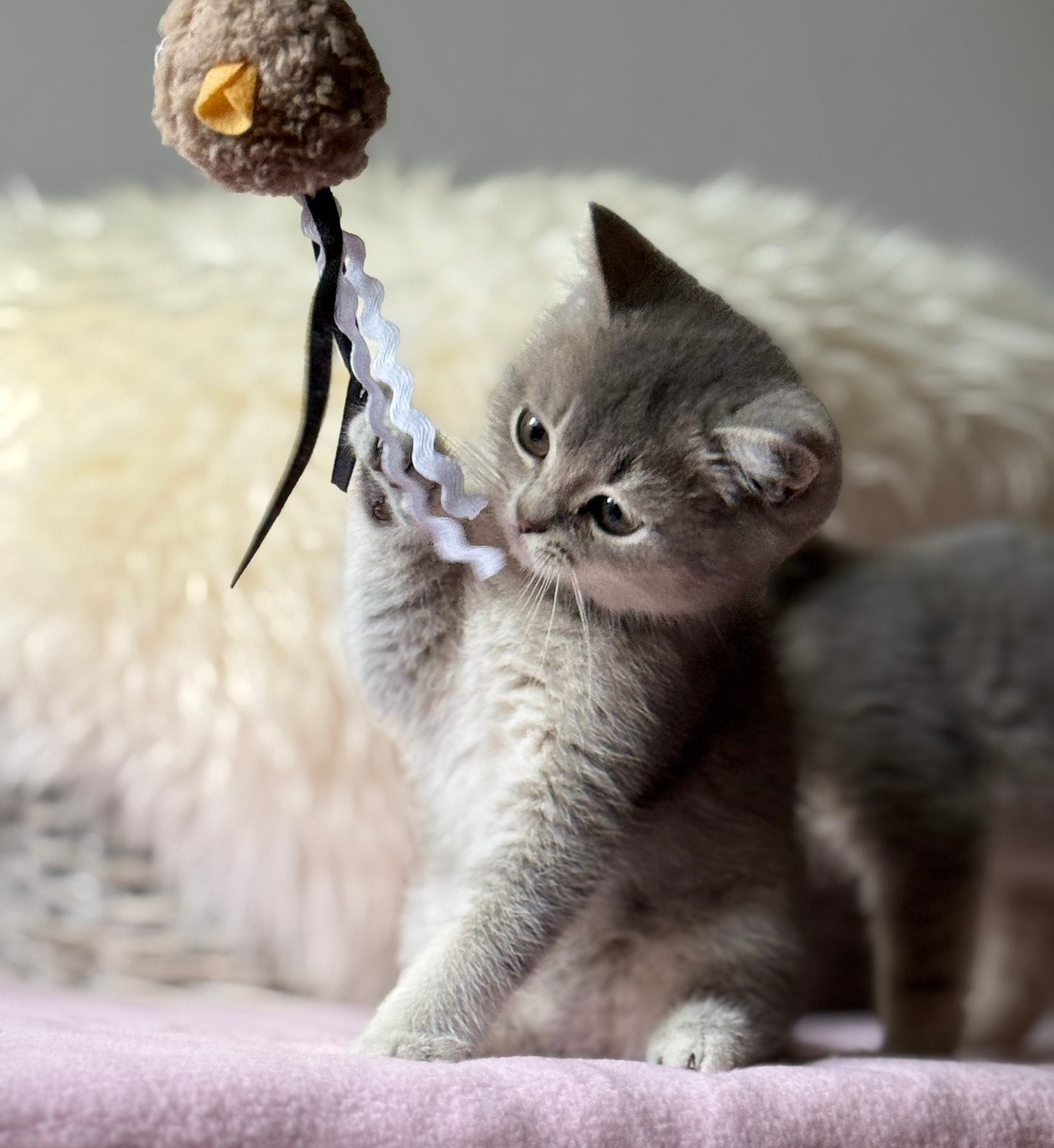 Lieve Brits/Britse Korthaar kittens, Dieren en Toebehoren, Meerdere dieren, Ontwormd, 0 tot 2 jaar