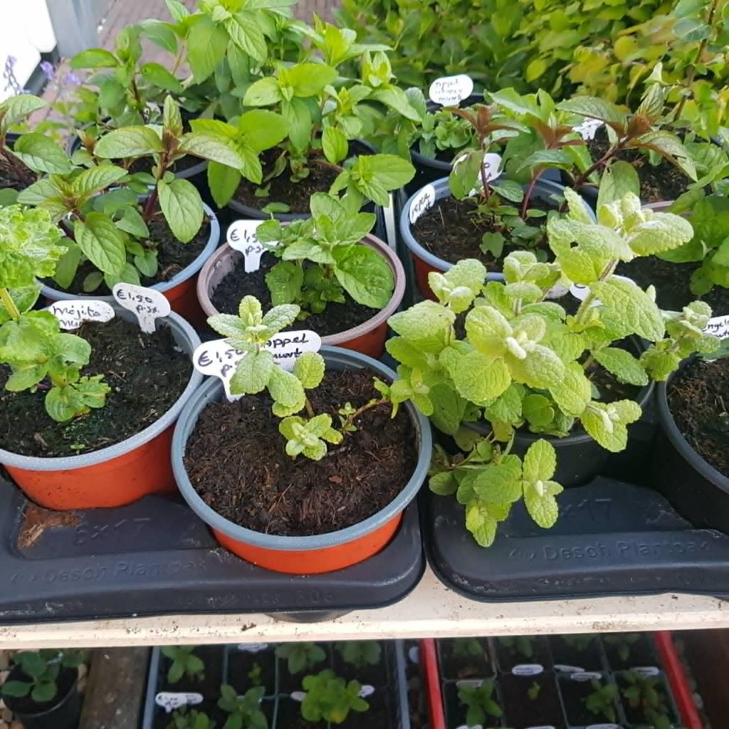 kraampje in voor tuin met  grote munt planten 1,50 euro p.st, Ophalen, Volle zon, Vaste plant, Kruiden