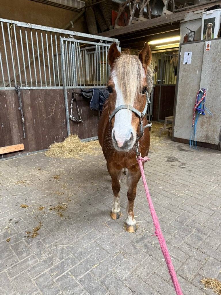 Weidemaatje zoekt nieuw thuis, Niet van toepassing, B pony (1.17m tot 1.27m), 11 jaar of ouder, Recreatiepony