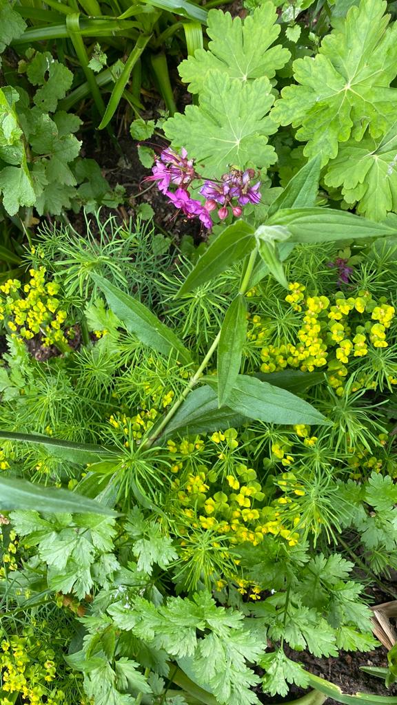 Cipreswolfsmelk (Euphorbia cyparissias)inheems, Ophalen, Overige soorten, Halfschaduw