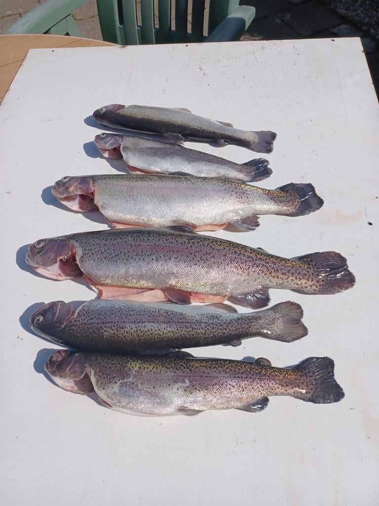 Verse en gerookte forel  6 halen en 5 betalen, Ophalen