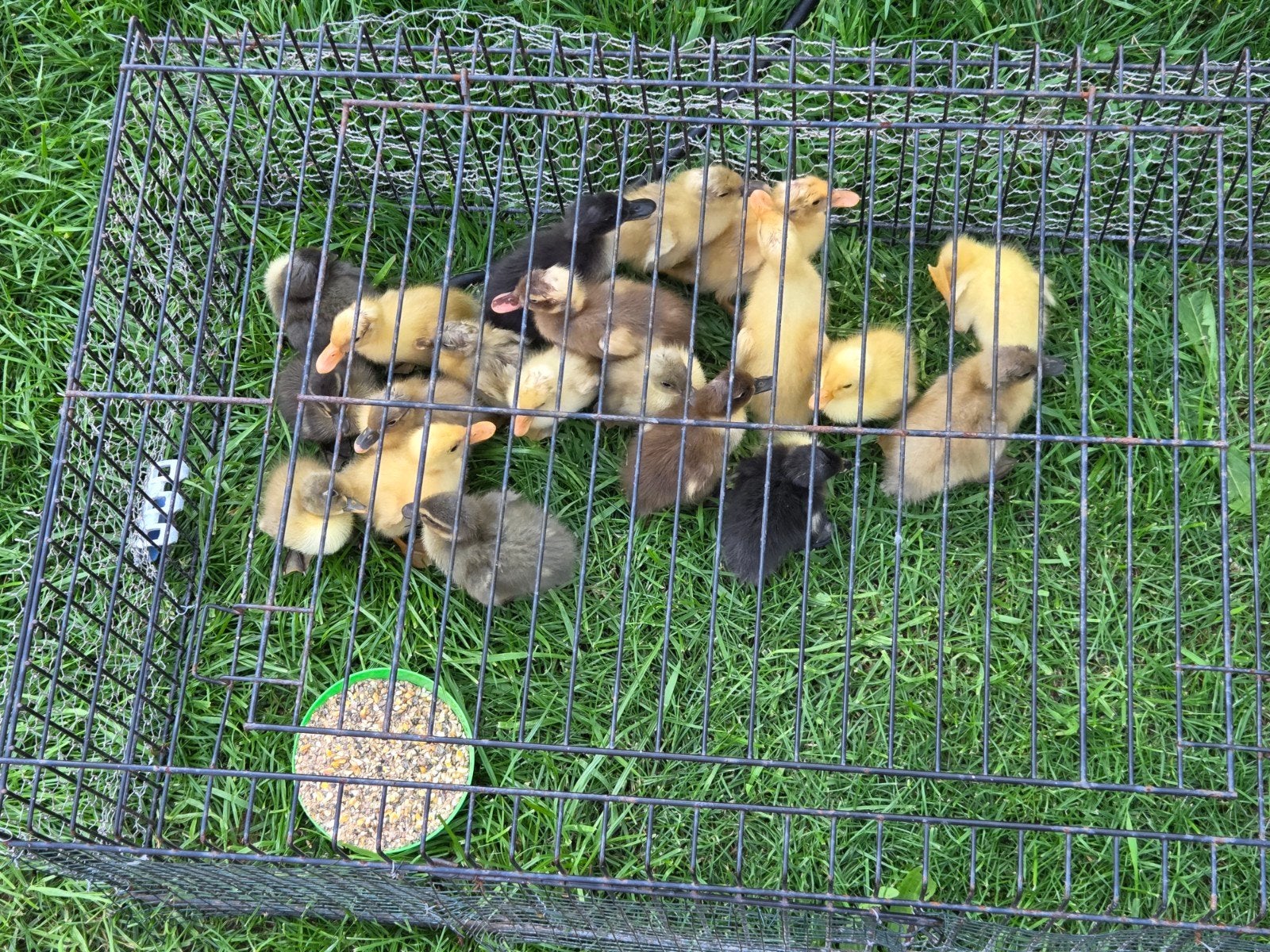 Indische loopeenden kuikens, Dieren en Toebehoren, Geslacht onbekend, Eend