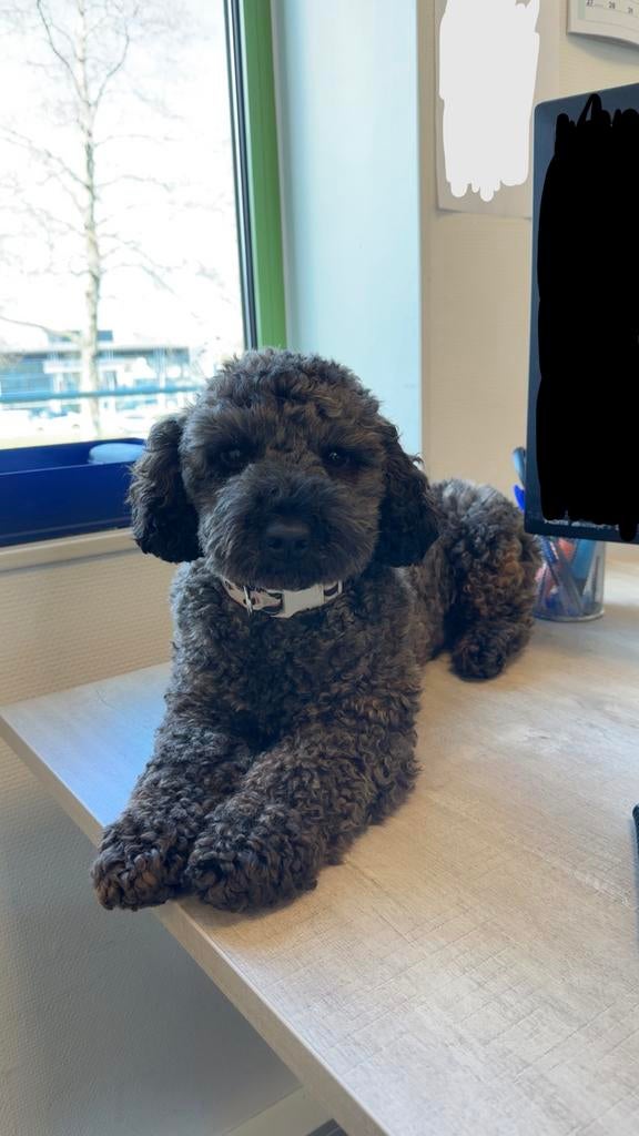 Maltipoo dekreu aangeboden, Reu, 1 tot 2 jaar, Eén hond, Nederland