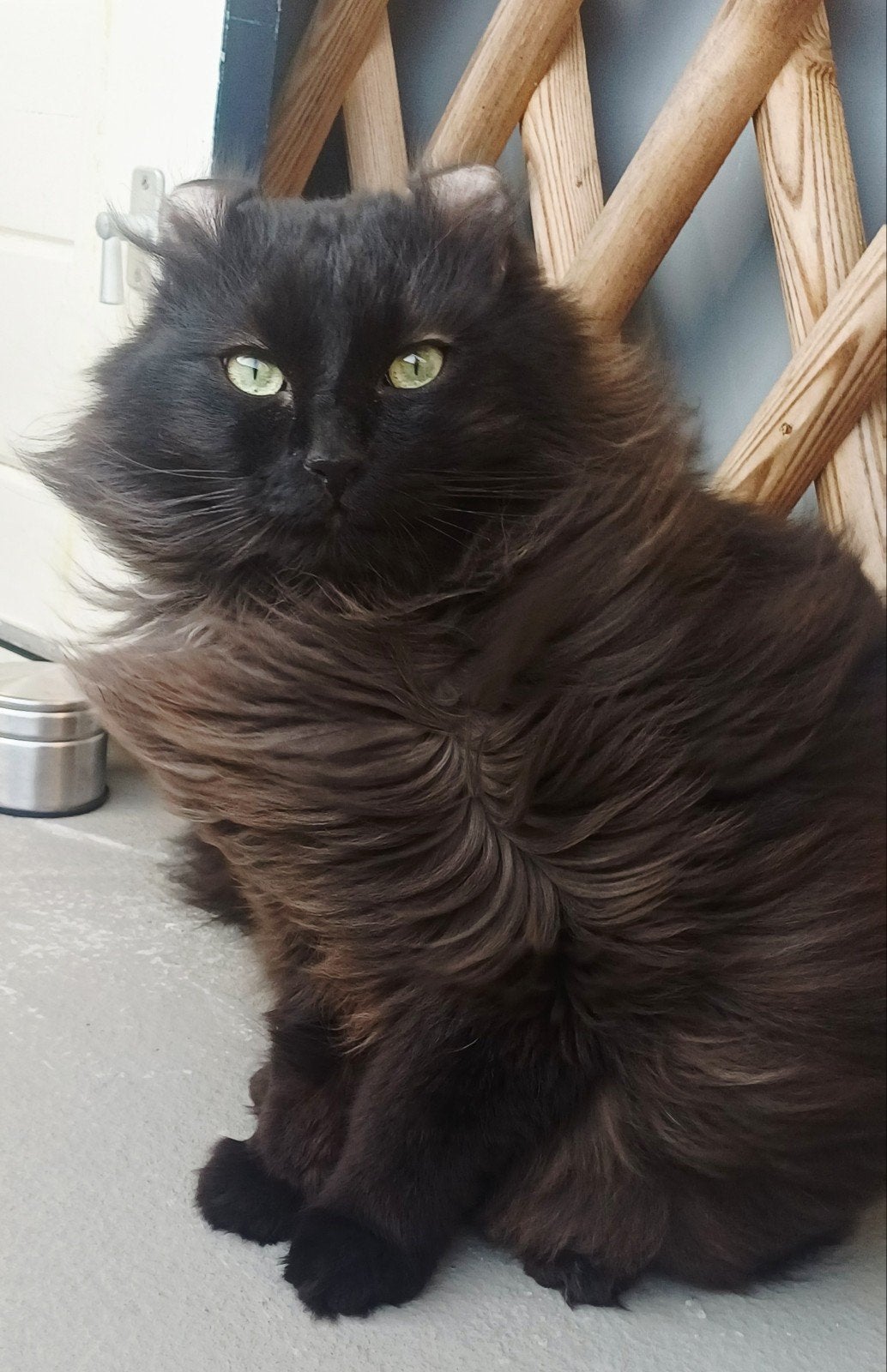 American curl langhaar kater, Kater, Met stamboom, 0 tot 2 jaar