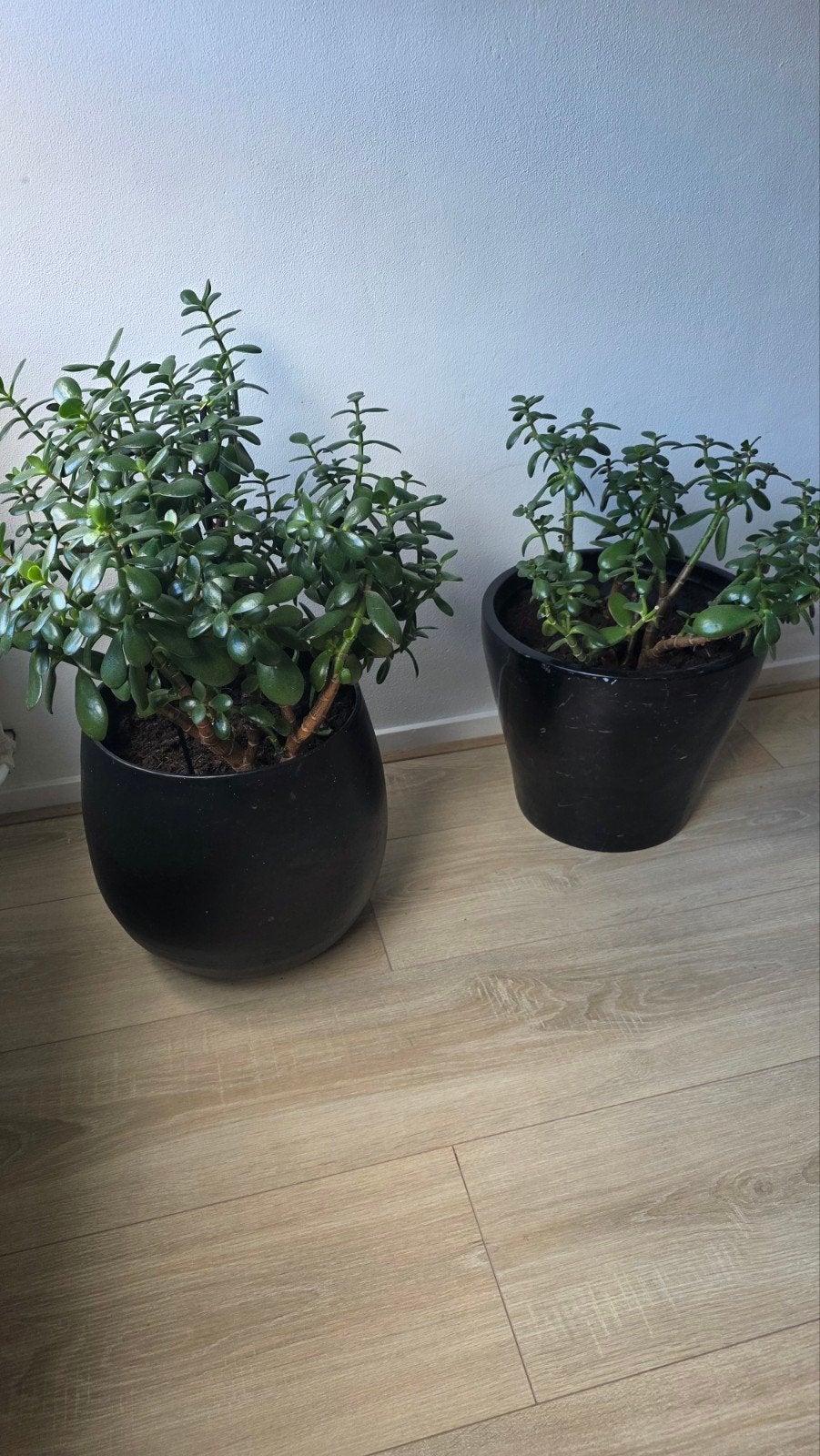 Twee prachtige Crassula Ovata (Jadeplant) in pot, Huis en Inrichting, Kamerplanten, Ophalen, Vetplant, Halfschaduw, In pot