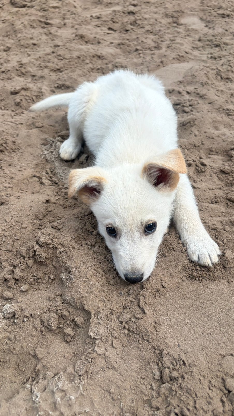 Prachtige puppys ❤️ Kruising RidgebackxWitte Herder, Meerdere, Meerdere dieren, Herder, Nederland