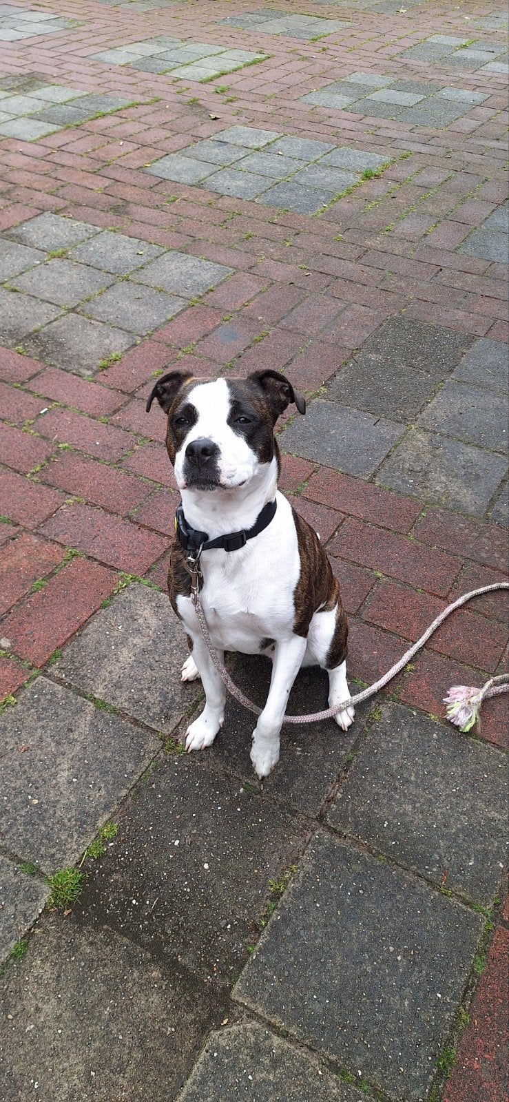 Goed huisje gezocht voor deze mooie lieve hond., Dieren en Toebehoren, Overige rassen, 1 tot 2 jaar, Teef, Eén hond