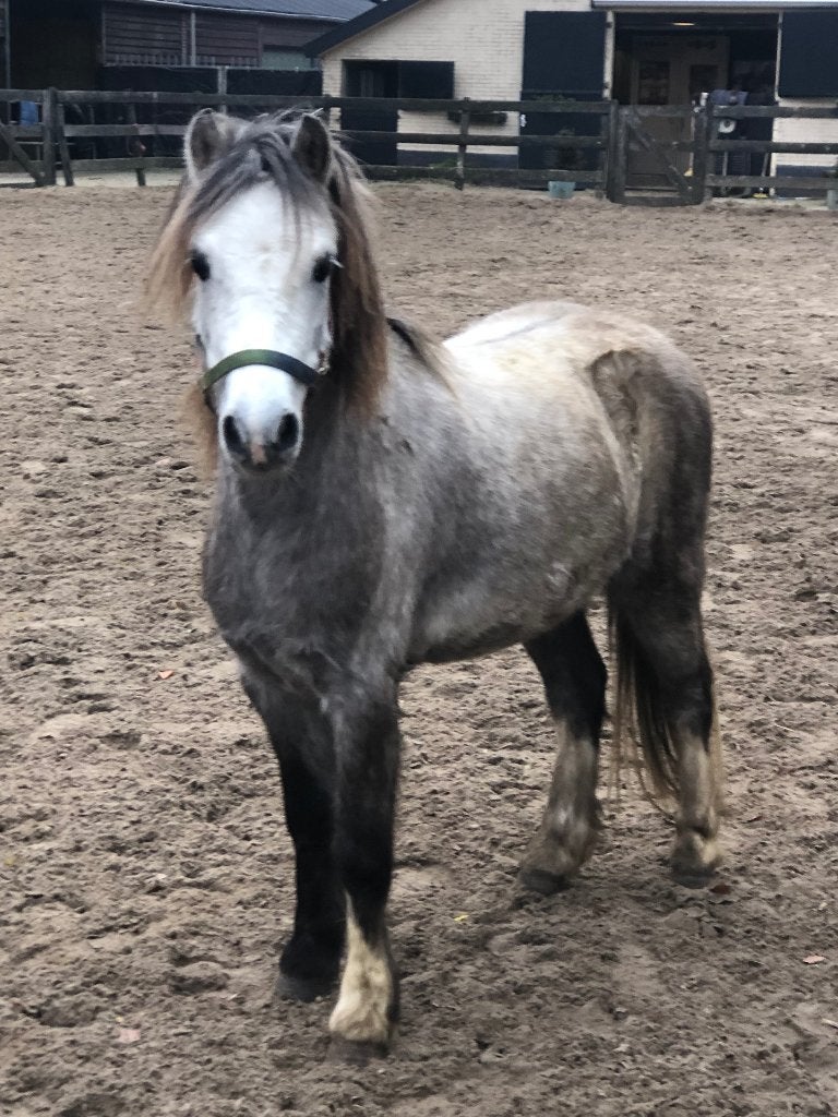 Welsh pony’s, Met stamboom, B, Ruin, 3 tot 6 jaar
