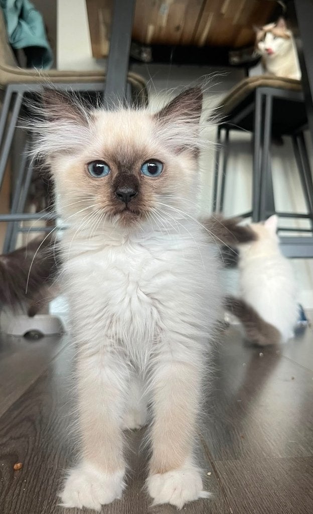 Leuke seal mitted ragdoll kitten, Poes, Gechipt, 0 tot 2 jaar